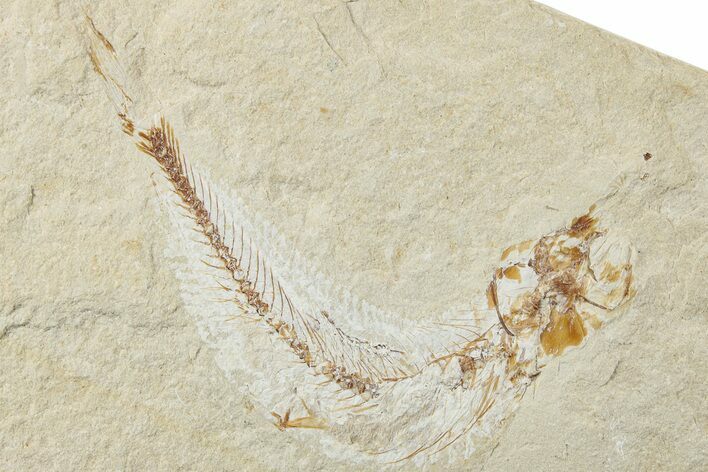 Cretaceous Fossil Fish - Lebanon #238353